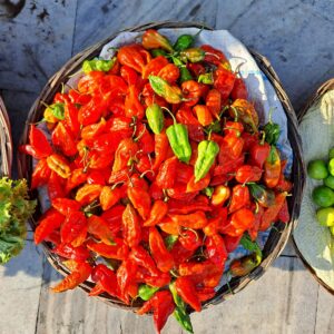 A basket of ripe red and orange bhut jolokia (ghost pepper) chillies at Ganeshguri market, Guwahati