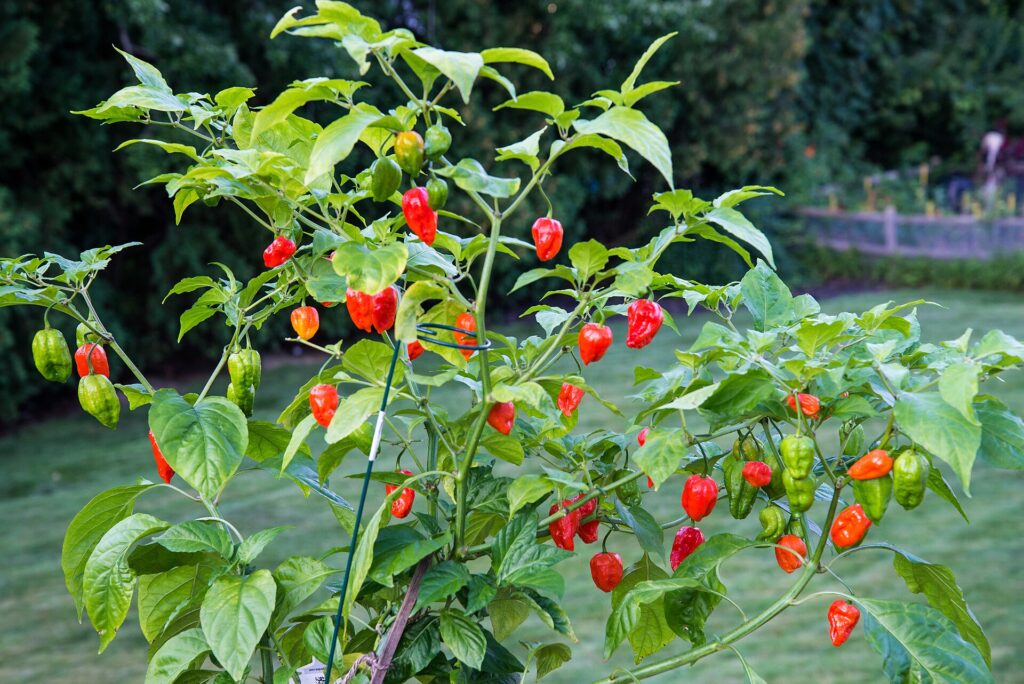 A fully grown bhut jolokia ghost pepper plant with red and green pods