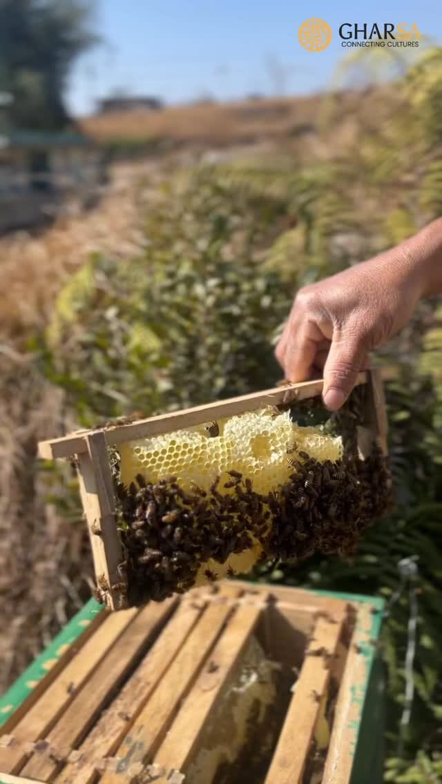 Instagram post from gharsa_project. This post is in position 4.